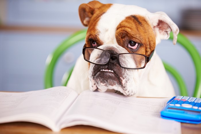 Bulldog wearing glasses with book and calculator