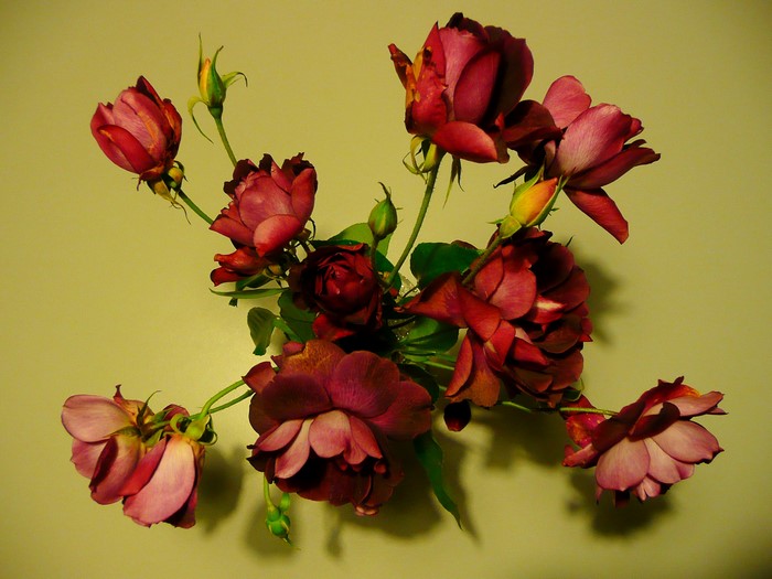 Wine colored roses with buds