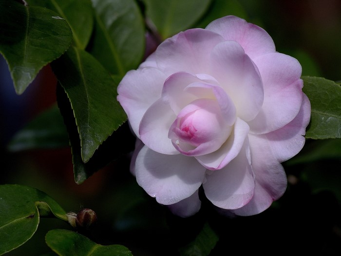 Close-up of a pink and white Camellia flower