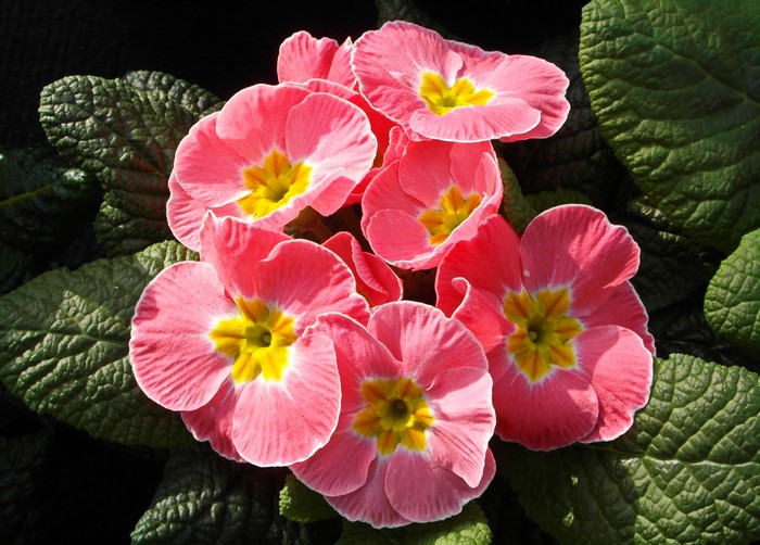 Pink Primula flowers with yellow centers and green leaves