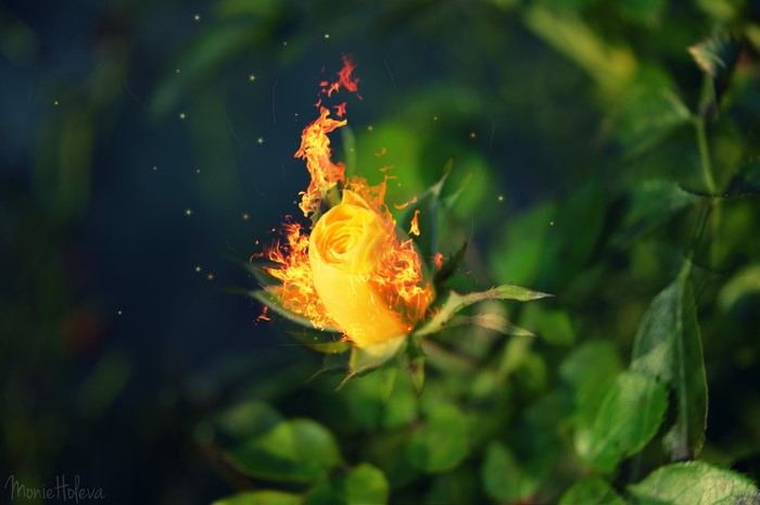 Yellow rose on fire with sparks