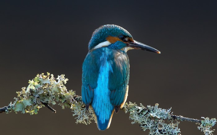 Common Kingfisher perched on a lichen-covered branch