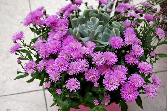 Pink Asters and Succulent Plant