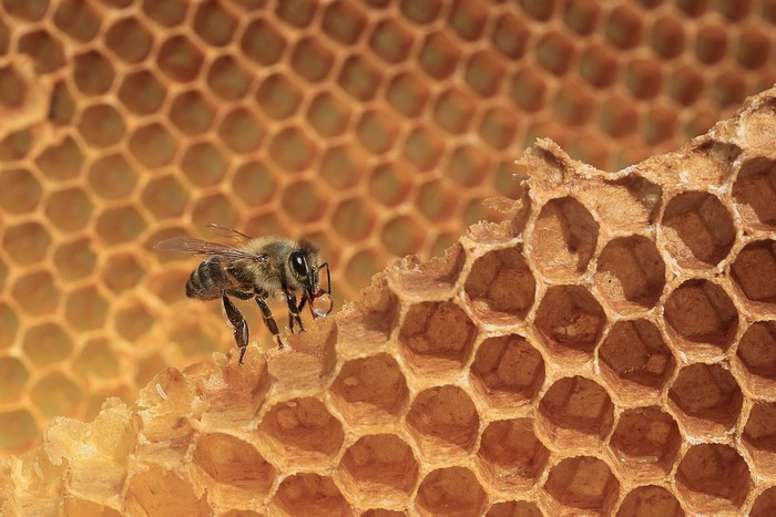Bee on a honeycomb