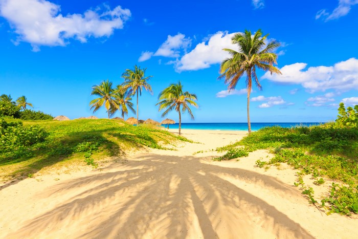 Beach with Palm Trees and Blue Sky