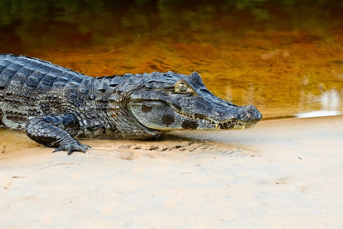 A caiman rests on a sandy riverbank