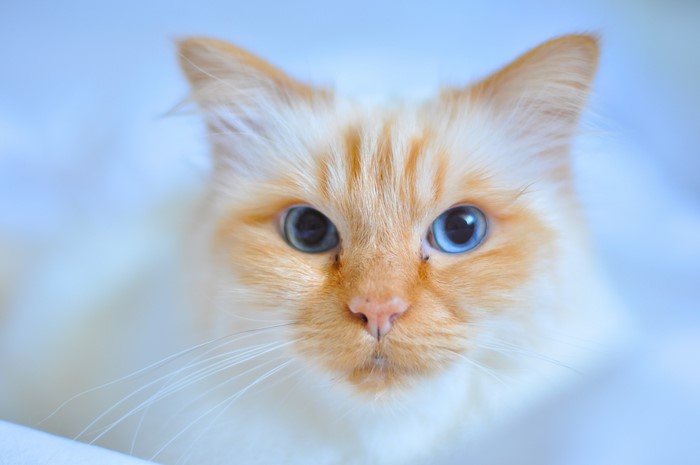 Close-up of a Flame Point Siamese Cat