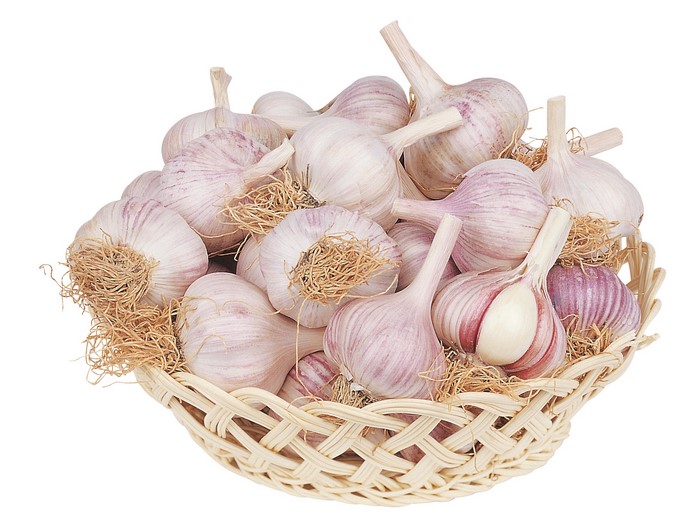 Basket of fresh garlic bulbs