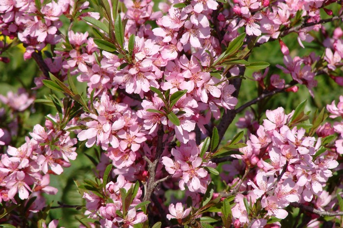 Close-up of a flowering tree with pink blossoms