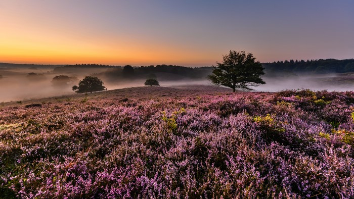 Misty Heathland at Sunrise with Heather and Trees
