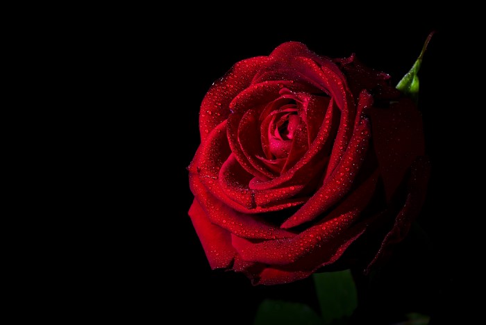 Red rose with water drops on black background