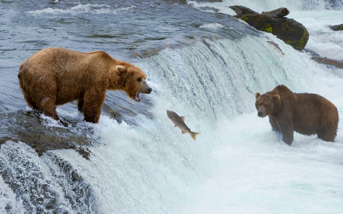 Brown Bears Fishing at a Waterfall
