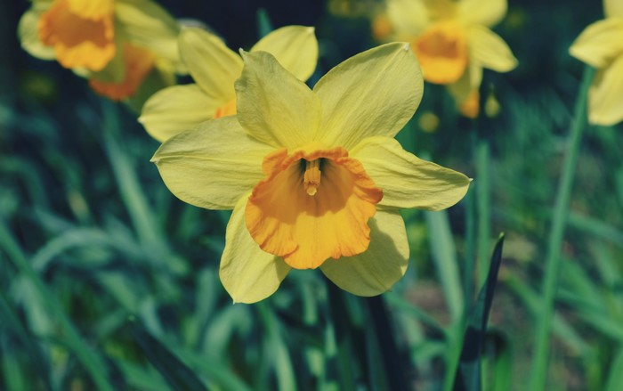 Yellow daffodils with orange centers in a garden