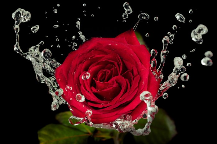 Red Rose Splashing in Water Droplets