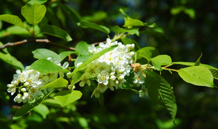 Bird cherry tree with white flowers and green leaves