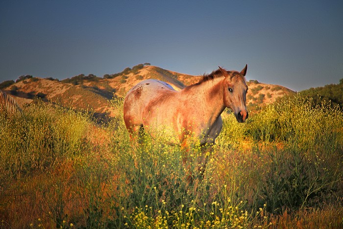 Horse standing in a field of yellow flowers