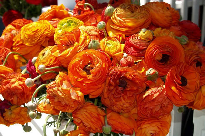 Close-up of a bouquet of orange Ranunculus flowers