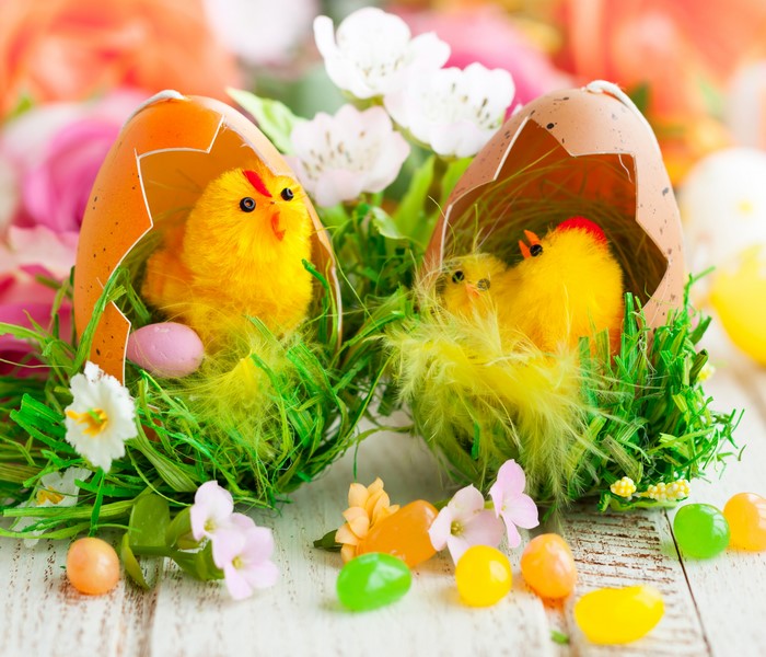 Easter chicks in cracked eggs with flowers and jelly beans