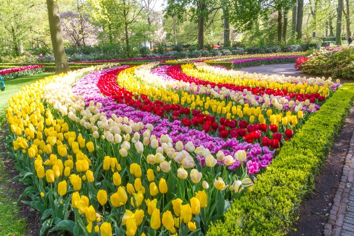 Keukenhof, Netherlands, Parks, Tulips, Many, HD Wallpaper | Rare Gallery