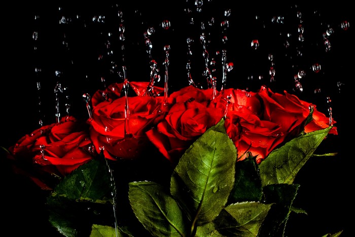 Red roses with water drops