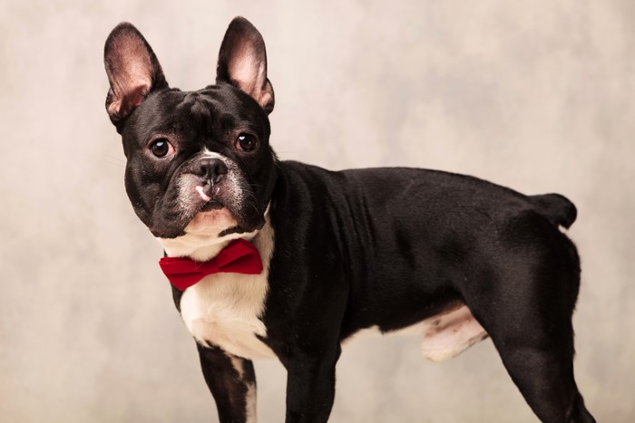 French Bulldog with Red Bow Tie