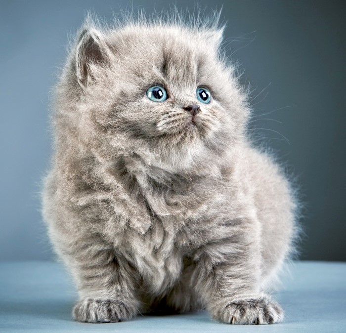Fluffy Grey Kitten with Blue Eyes
