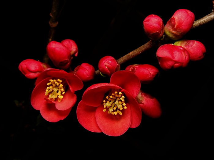 Red flowers and buds on a branch