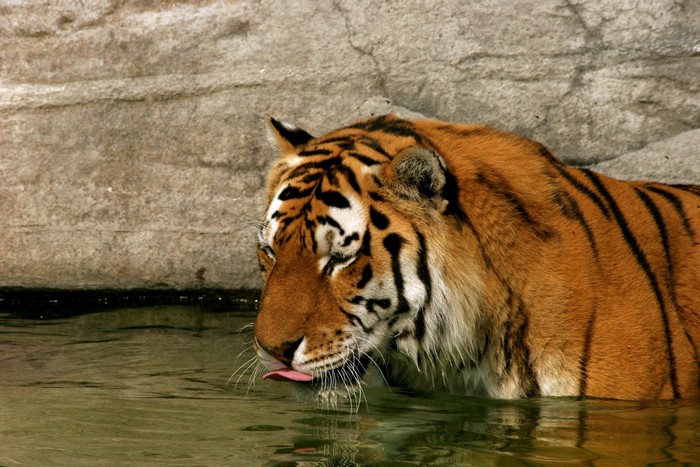 Tiger drinking water from a pool