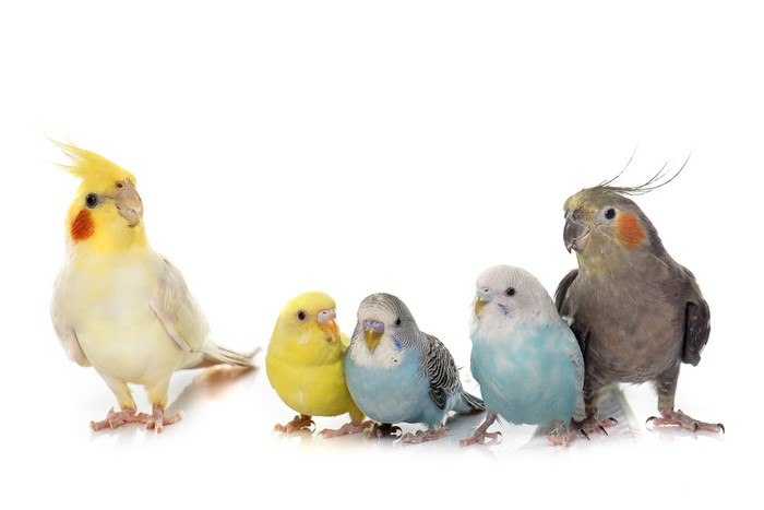 Four birds: two cockatiels and two budgies