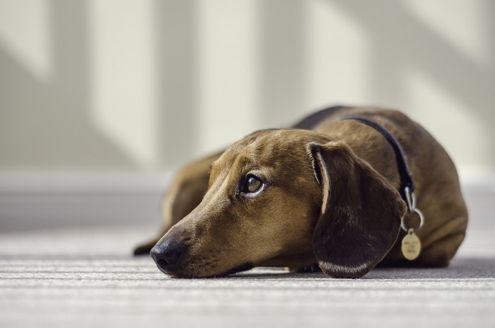Dachshund dog lying on carpet