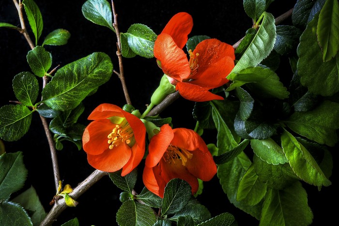 Orange flowers on branches with green leaves