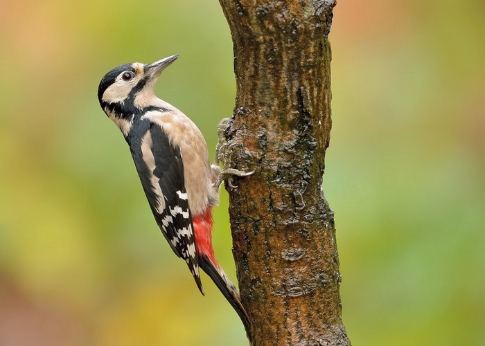 Great Spotted Woodpecker on a tree trunk