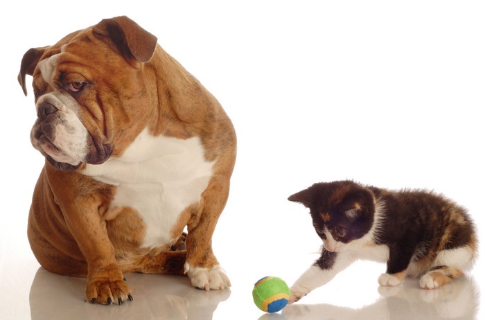 Bulldog and Kitten Playing with Ball