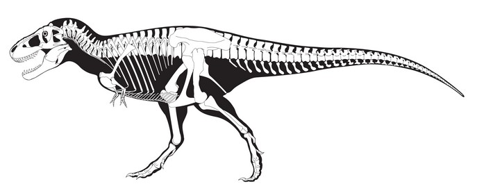 Tyrannosaurus rex skeleton