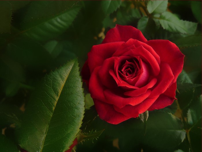 Red Rose with Green Foliage