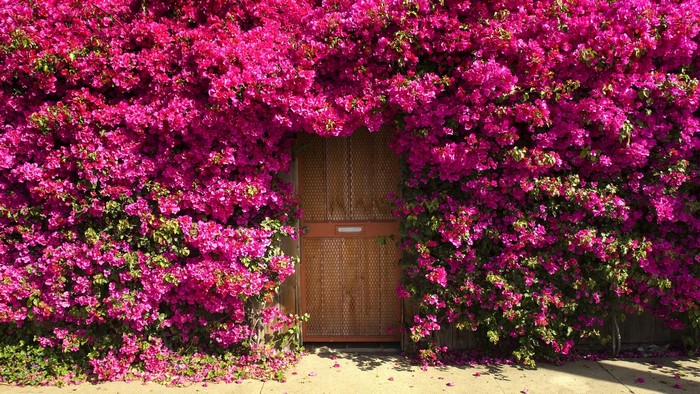 Pink Bougainvillea Overgrown Doorway
