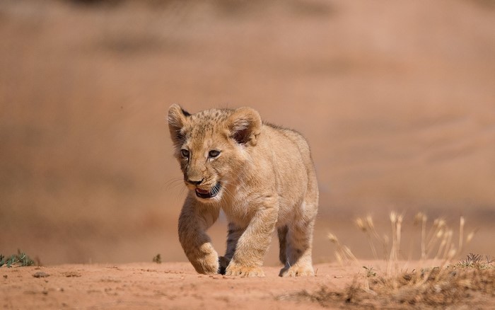 Lion cub walking on dirt ground