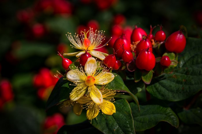 Close-up of Tutsan flowers and red berries