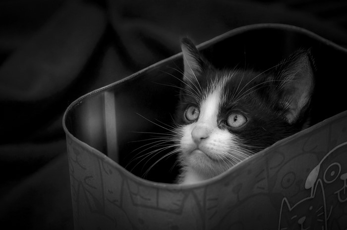 Black and white kitten in a box