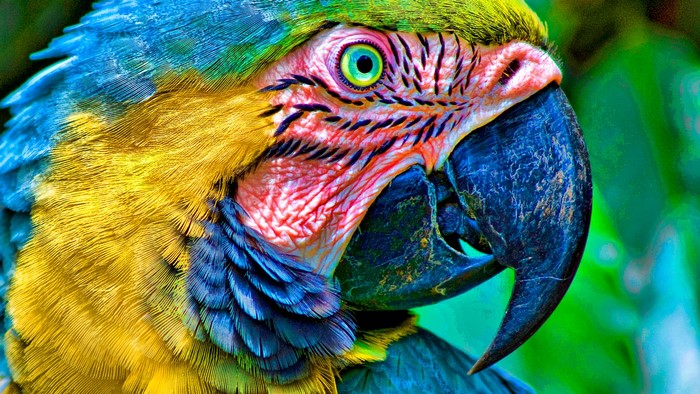 Close-up of a Blue and Yellow Macaw Parrot