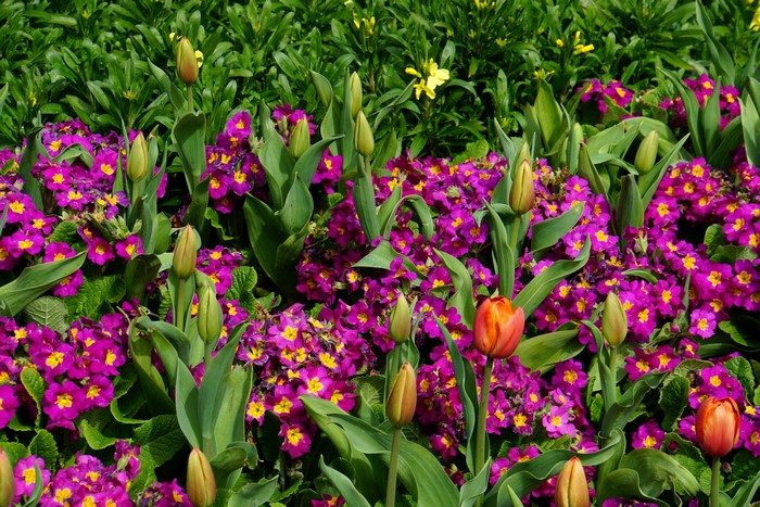 Primula and Tulips in Bloom