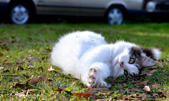 Cat lying on grass with cars in background