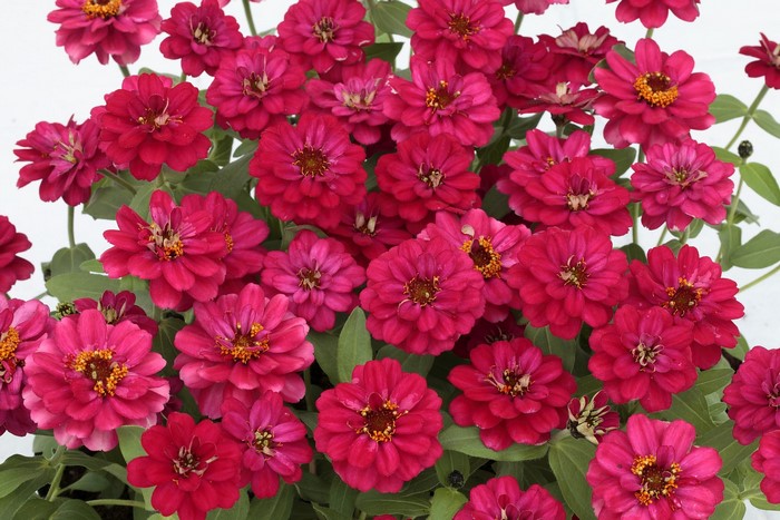 A close-up of many bright pink Zinnias in full bloom