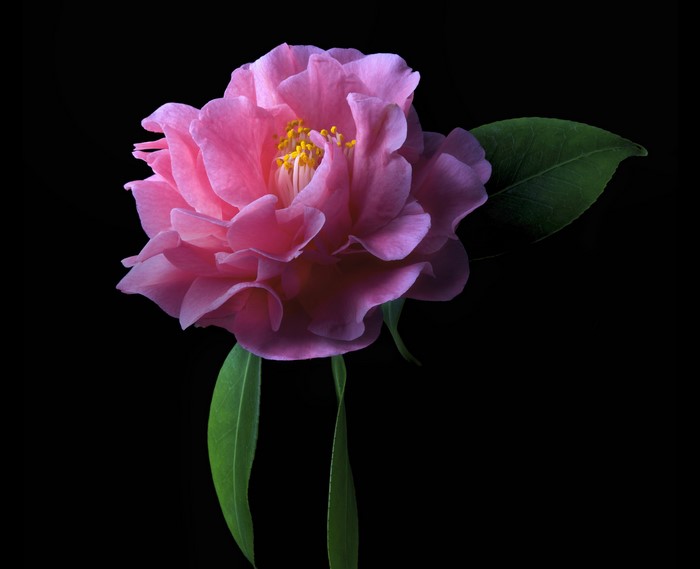 Pink Camellia flower with green leaves
