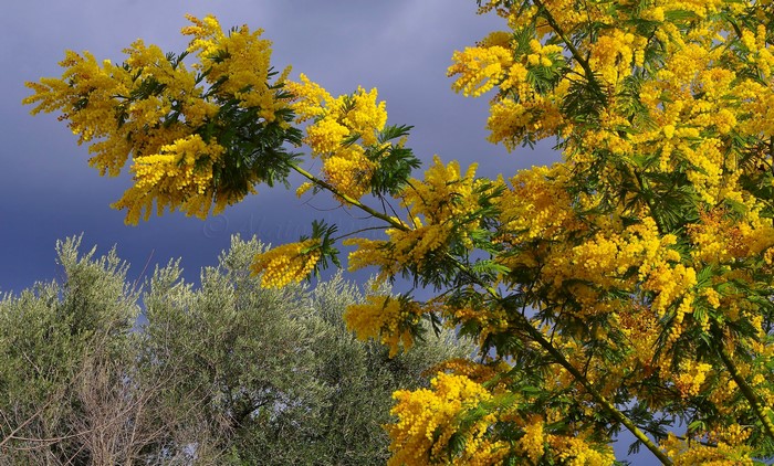 Branches of yellow mimosa flowers against a blue sky