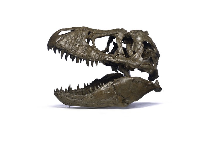 Tyrannosaurus Rex Skull on White Background