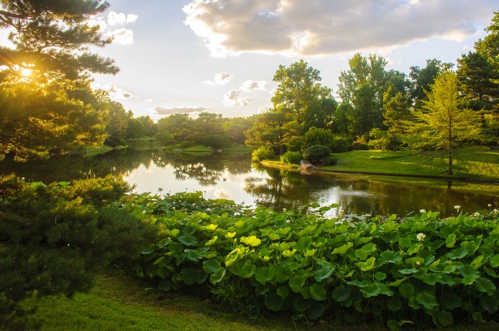 Missouri Botanical Garden Pond with Lotus Flowers