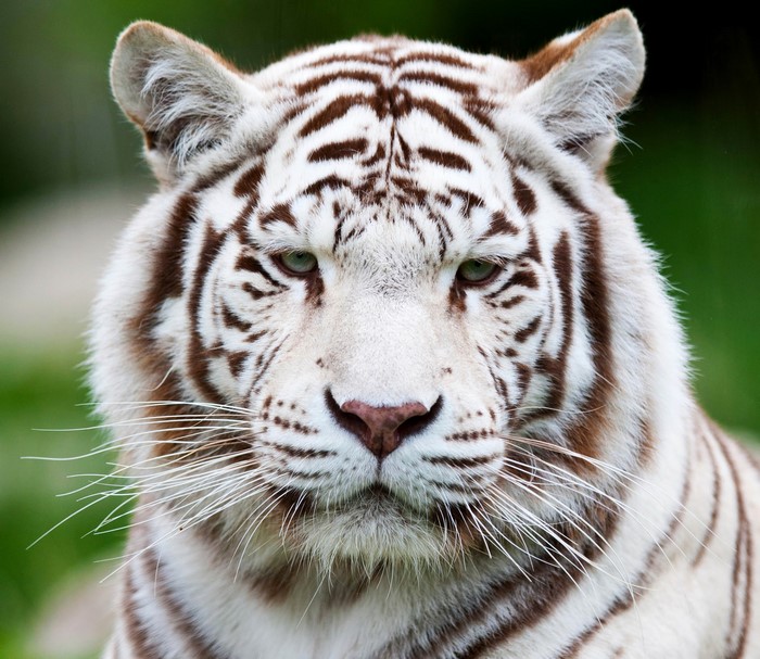 Close-up of a white tiger's face
