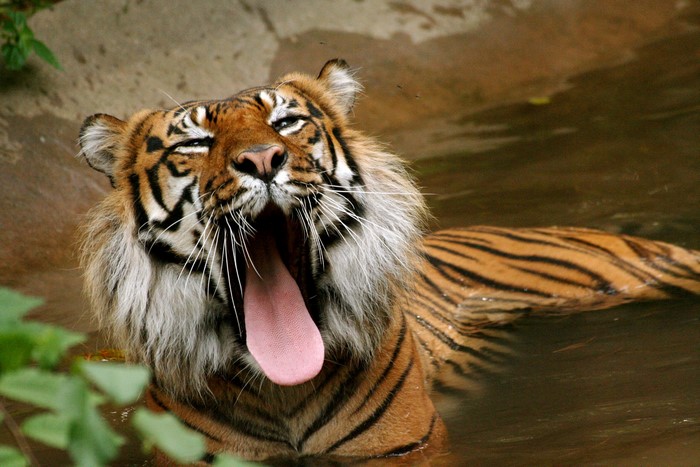 Tiger yawning in water