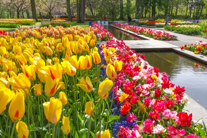Keukenhof Gardens in the Netherlands with colorful tulips
